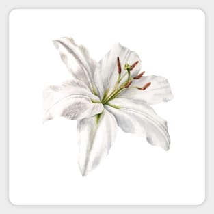 White Lily Magnet